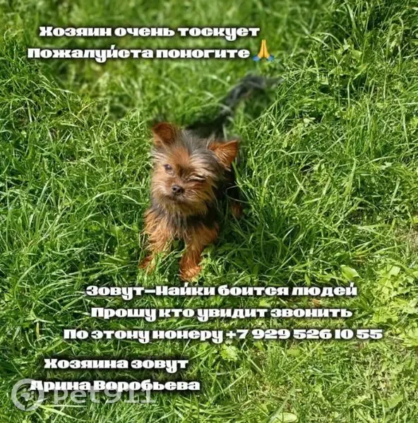 Пропала собака, Федюково, Новая ул. - photo