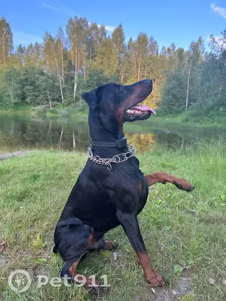 Пропала собака в Успенском, Смоленская обл. - photo