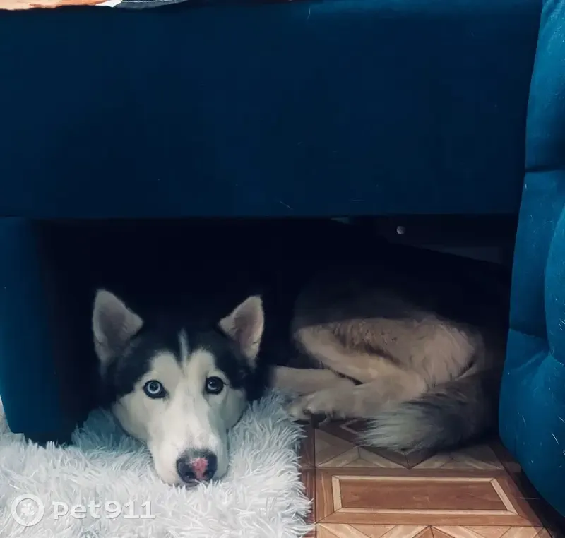 Пропала собака, Делегатская 37, Красноярск - photo