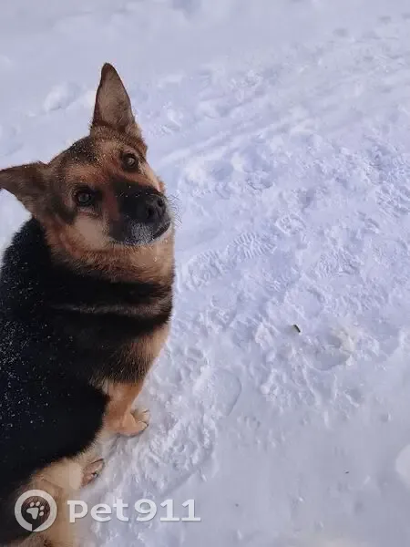 Собака найдена: Уральский пр., 65, Н. Тагил - photo