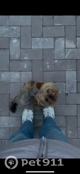 Йоркширский терьер найден, Ижаева 7, Учкекен - photo