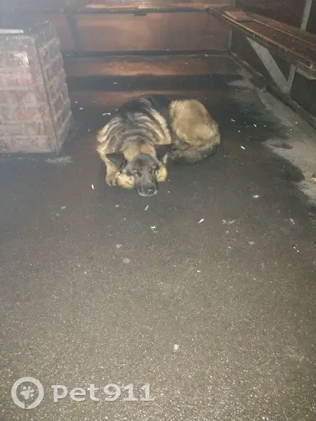 Пропала овчарка, Пушкинская ул. 12, Шушары - photo