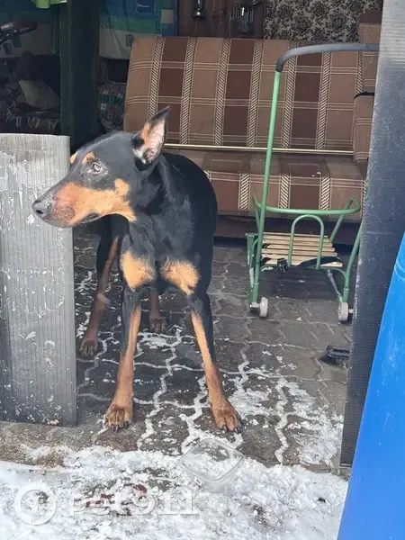 Доберман найден на Колхозной, 62, Быково - photo