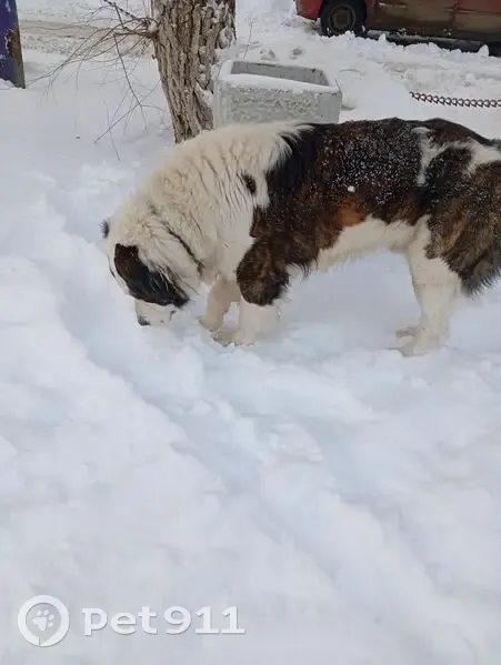 Алабай найден на Авиационная 18/1, Оренбург - photo