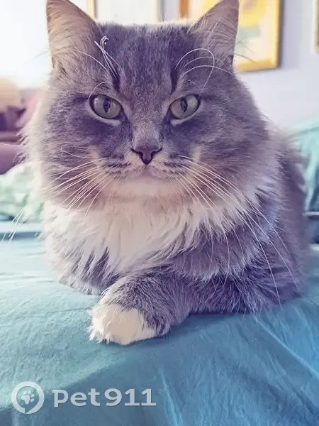 Пропала кошка, Новосергиевская ул. - photo