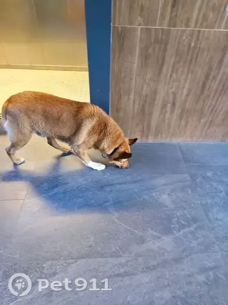 Рыжий пёс найден на ул. Мечникова, 37 - photo