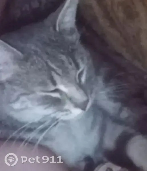 Пропала кошка, Островского 86, Ростов-на-Дону - photo