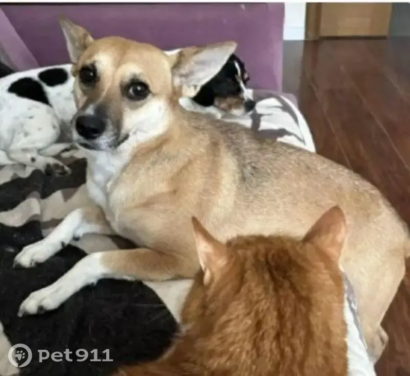 Пропала рыжая собака, ул. Перерва, Москва - photo