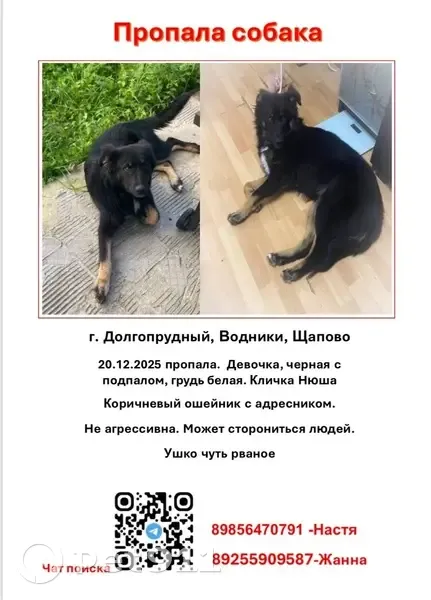 Пропала собака, Набережная ул., 10, Долгопрудный - photo