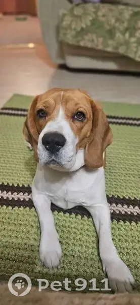 Пропала собака, Новый Краснояр, Башкортостан - photo