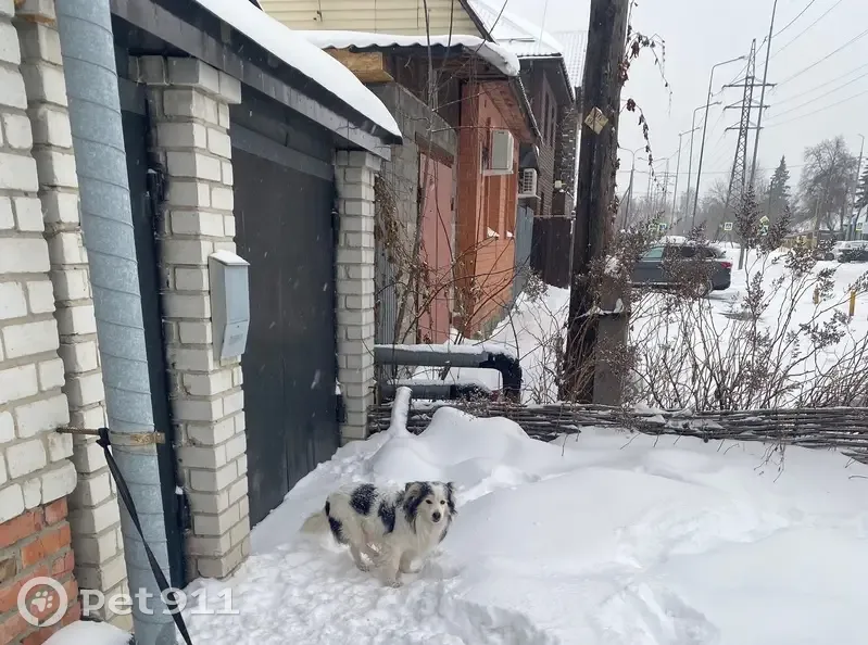 Найдена собака, Новосибирская ул. 41, Тюмень - photo