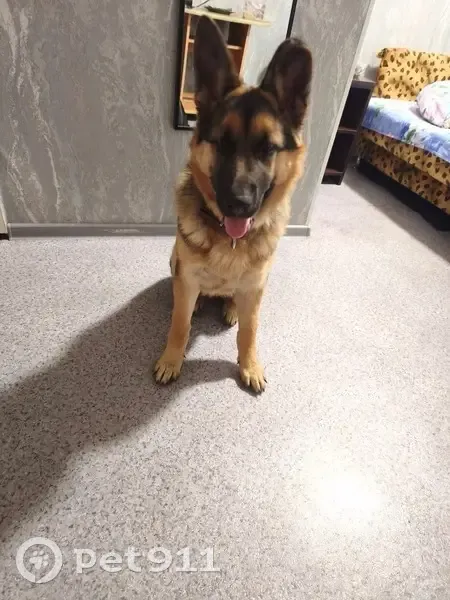 Пропала собака, Раковское шоссе, ПК - photo