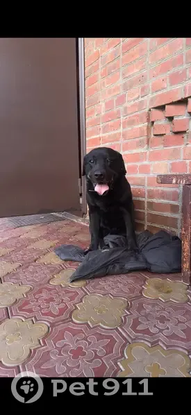 Пропала собака, Рязанский пер., 24, Ростов - photo