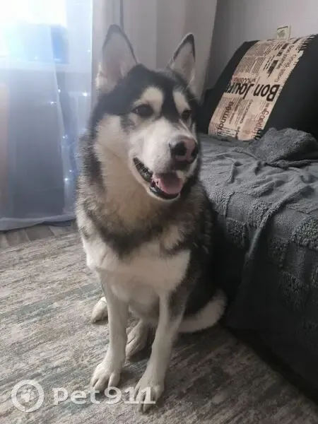 Найдена хаски, 20К-1-13, Левая Россошь - photo