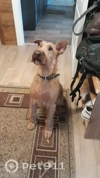 Пропала собака, Сандогорское СП, Кострома - photo