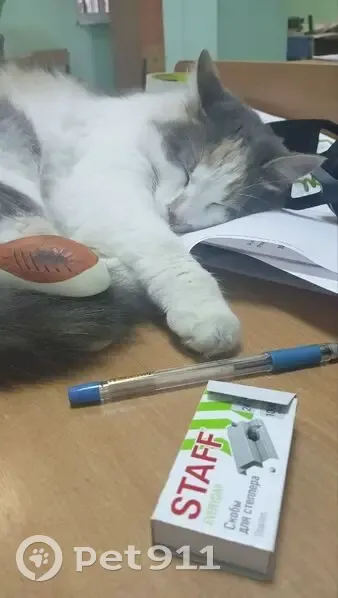 Пропала кошка, Оборонная ул., Тула - photo