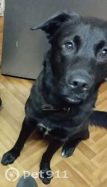 Пропала собака, Молодёжная 18, Мурманск - photo