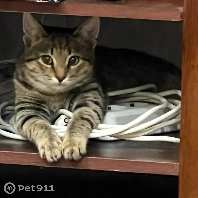 Пропала кошка, 2-й Вакуровский пр., 5, Саратов - photo