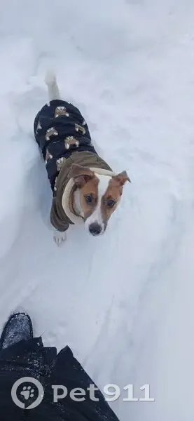 Пропала собака, ул. Труда, 48, Ижевск - photo