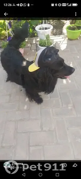 Пропала собака в Русско-Буйловском СП - photo