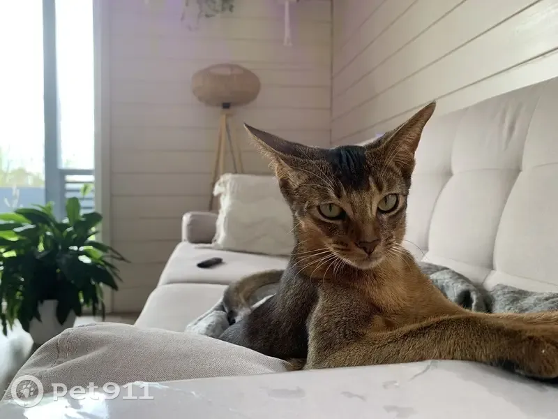 Пропала кошка Луна, КП Новосельцево 1 - photo