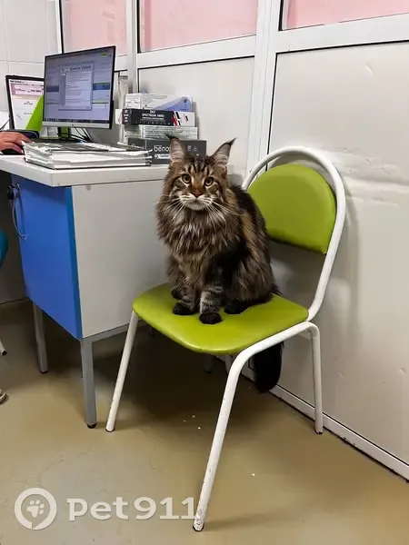 Пропал мейн-кун, ул. Новая, Логовой - photo