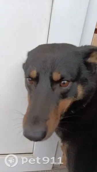 Пропала собака, Угрюмово, Семейная ул. - photo