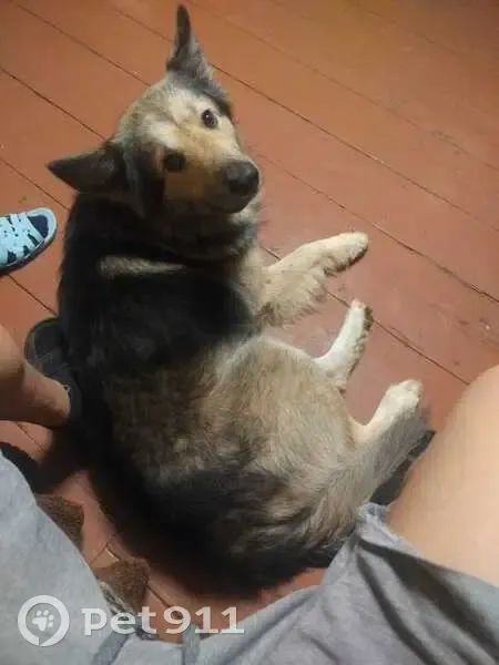 Пропала собака, Новозавидовский, Тверь - photo