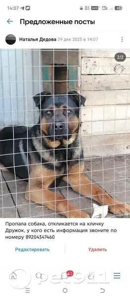 Пропала собака, Заречная 1, Новая Усмань - photo