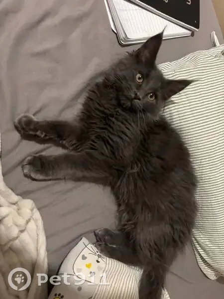 Пропала кошка, 47/13, Набережные Челны - photo