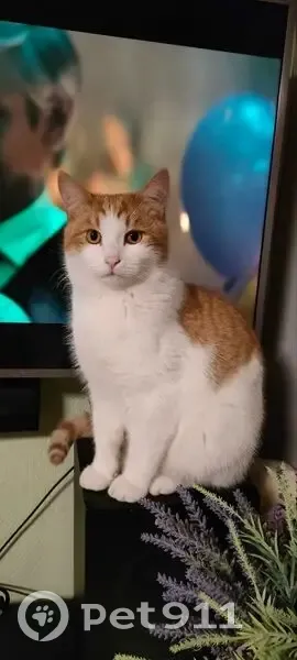 Пропала кошка, Ивановская ул., Иноземцево - photo