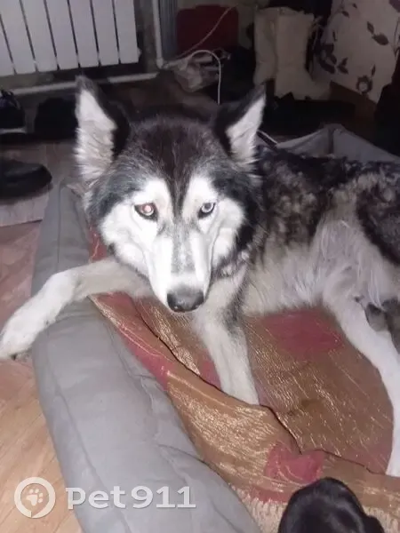 Пропала хаски, Сазоново, Вологодская обл. - photo