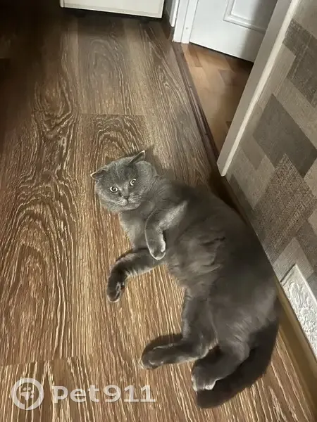 Пропала кошка, ул. Чехова 16, Татарск - photo