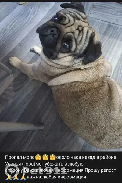 Пропала собака, ул. Островского, 28, Усолье - photo