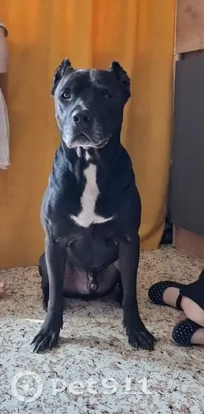 Пропала собака, Водная ул. 13А, Екб - photo