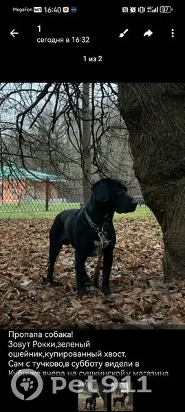 Пропала собака на 7-я улица, 72 - photo