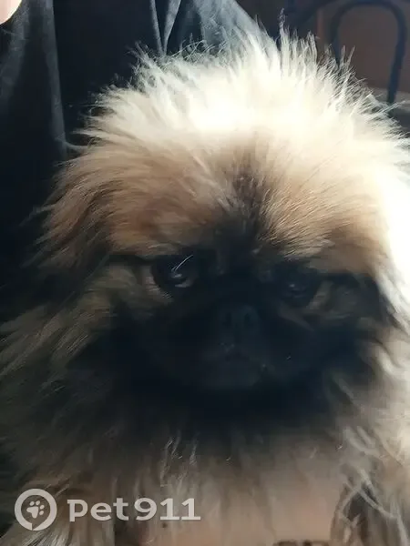 Пропала собака на Центр. ул., Прыганка - photo