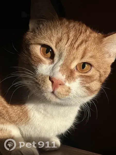 Пропала кошка на ул. КИМ, 109, Пермь - photo