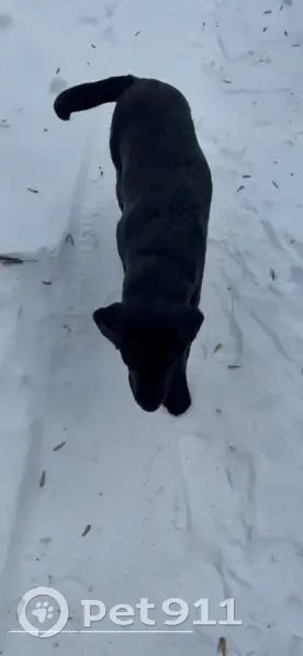 Пропала собака, ул. Калинина 30, Казань - photo