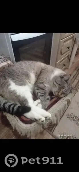 Пропал котик, ул. Ленина, 65, Балашов - photo