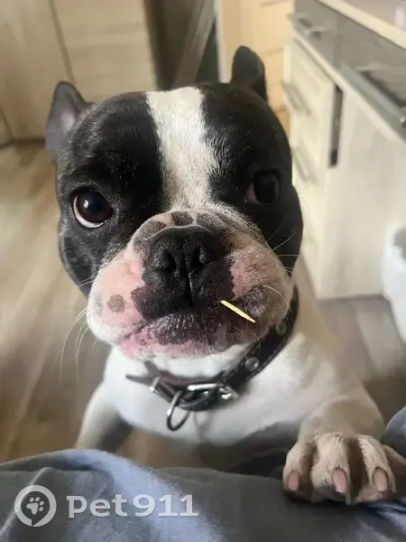 Пропала собака, площадь Пушкина, Иваново - photo