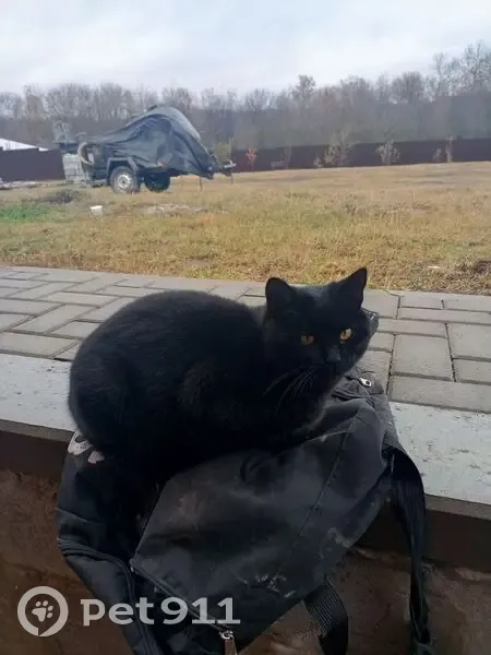 Пропал кот Сапфир, ул. Горького, 61 - photo