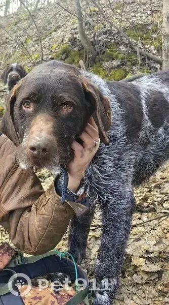 Пропала собака, ул. Орлова, Хватково - photo