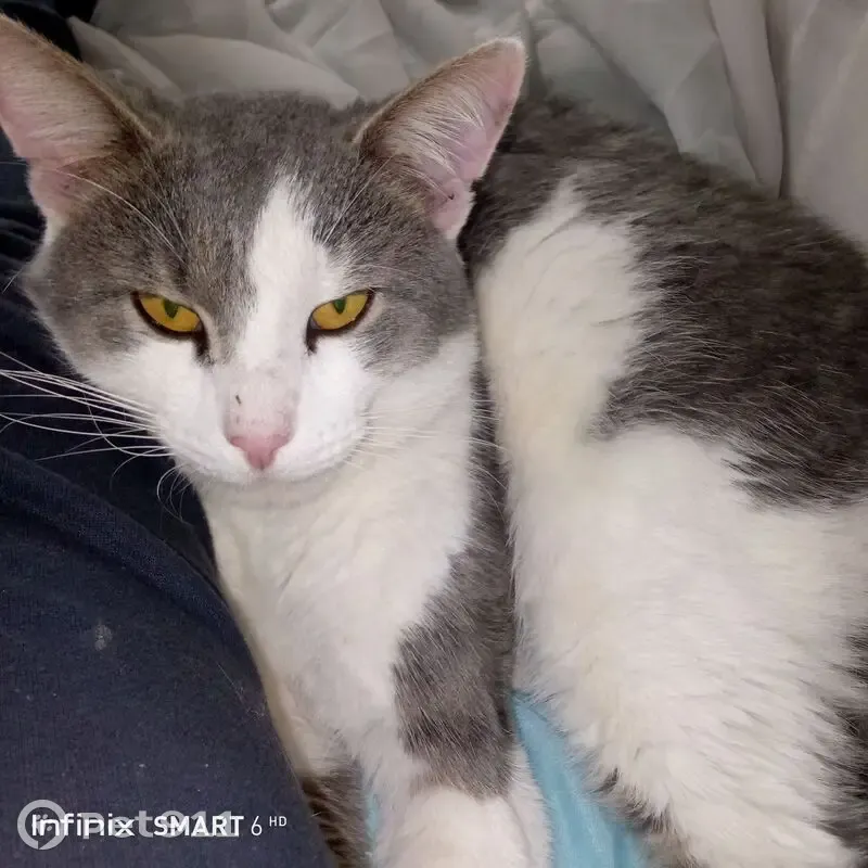 Пропала кошка, ул. Энгельса 5А, Балахна - photo