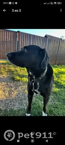 Пропала собака, Федорковское с/п, Новг. обл. - photo