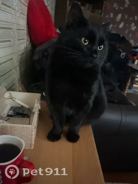 Пропала кошка, ул. П. Савельевой, Тверь - photo