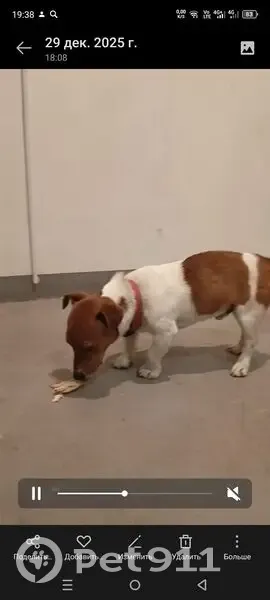 Найдена собака, Хужокова 145, подъезд 1 - photo