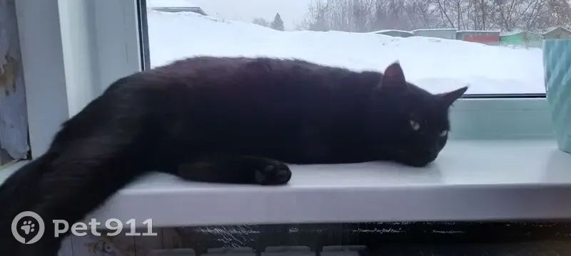 Черный кот найден в пер. Боготольский, Красноярск - photo