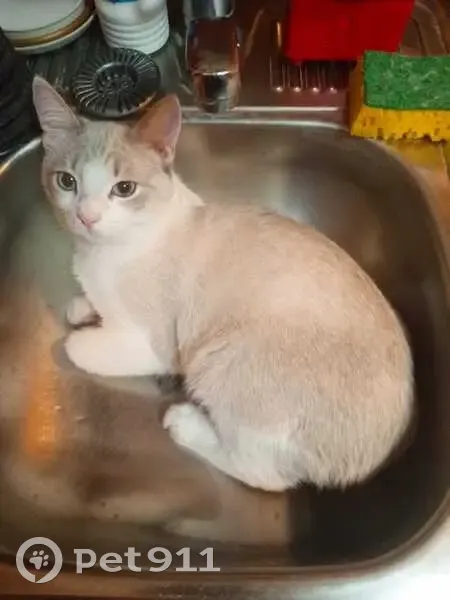 Пропала кошка, Уфа, ул. Гончарова, 16 - photo