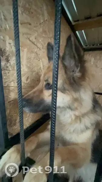 Пропала собака, Западная ул. 18, Оренбург - photo